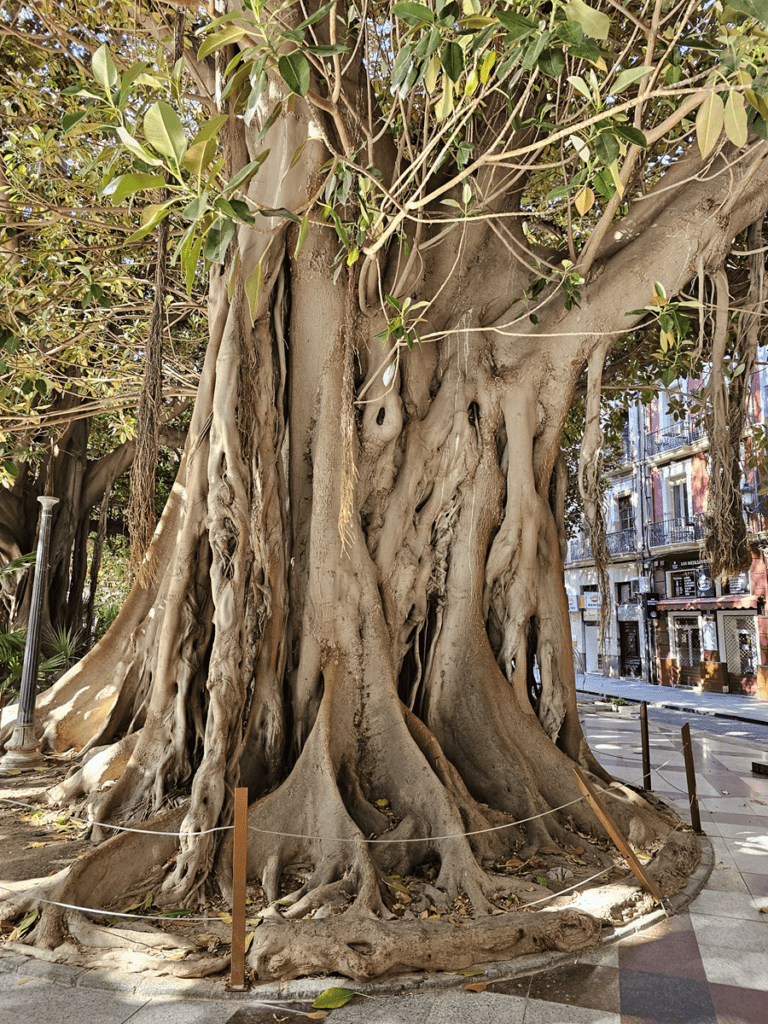 Plaza Gabriel Miró Alicante