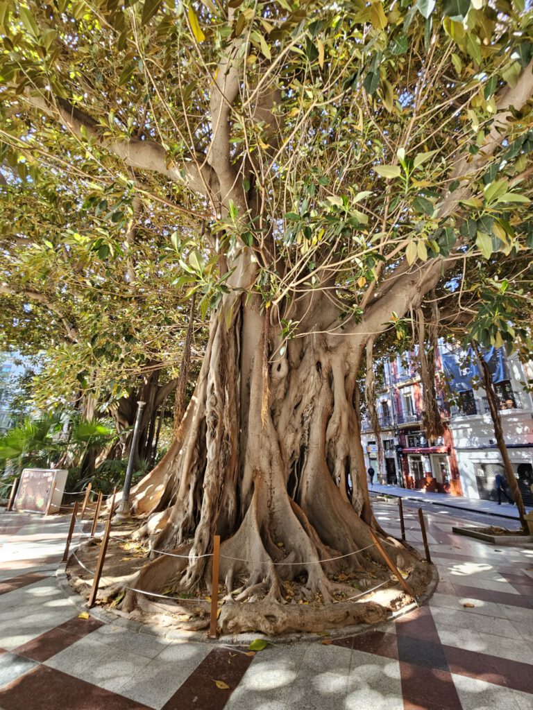 Plaza Gabriel Miró Alicante